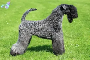 Read more about the article Kerry Blue Terrier opdrættere og hvalpe i Nordjylland
