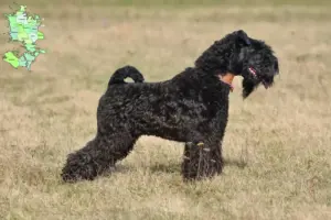 Read more about the article Kerry Blue Terrier opdrættere og hvalpe på Sjælland