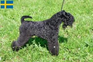 Read more about the article Kerry Blue Terrier opdrættere og hvalpe i Sverige