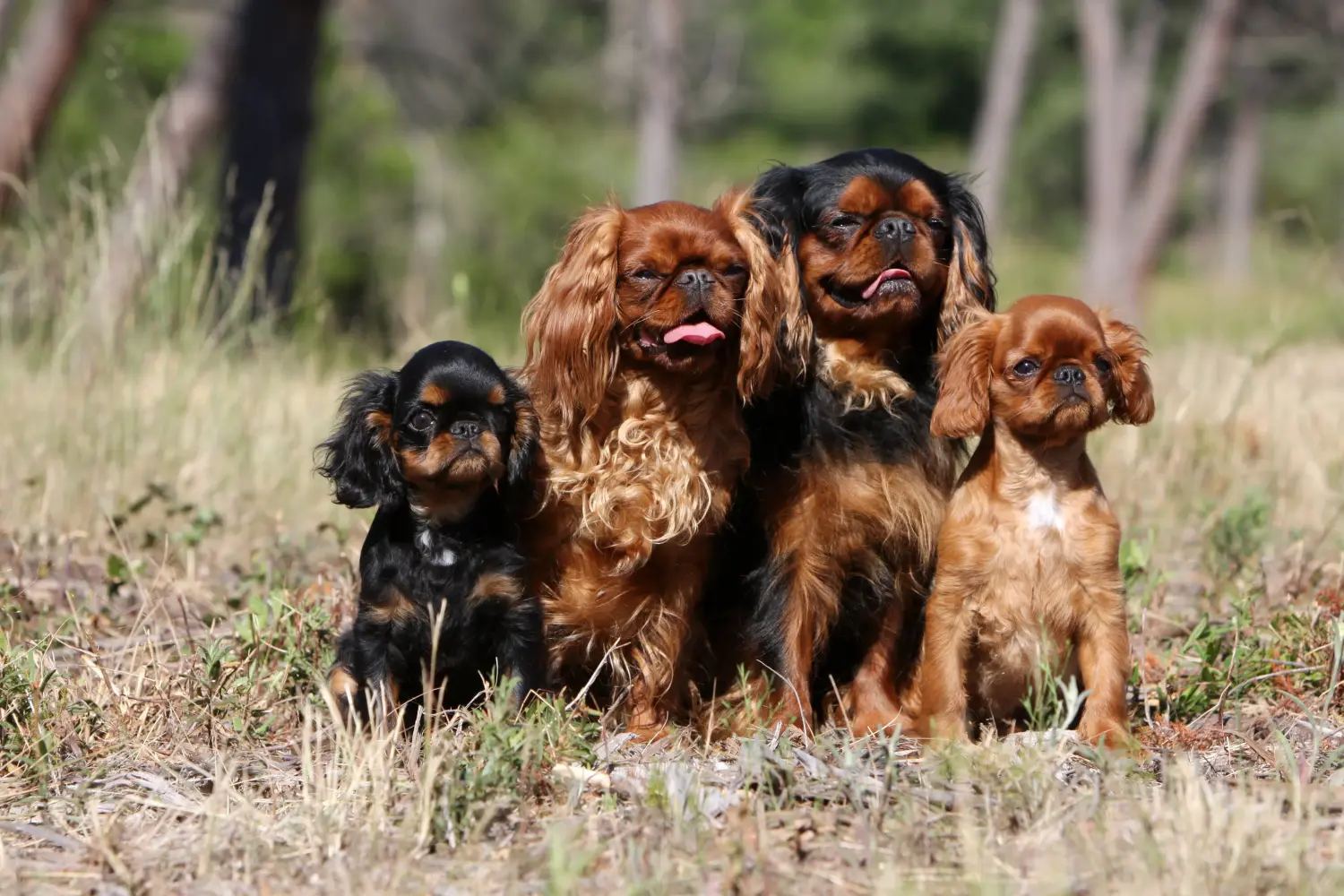 At købe en King Charles Spaniel-hvalp betyder at tage ansvar! Køb King Charles Spaniel-hvalpe.