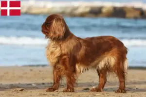 Read more about the article King Charles Spaniel opdrættere og hvalpe i Danmark