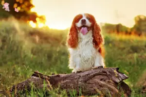 Read more about the article King Charles Spaniel opdrætter og hvalpe i Hovedstaden