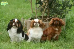 Read more about the article King Charles Spaniel opdrættere og hvalpe i Midtjylland