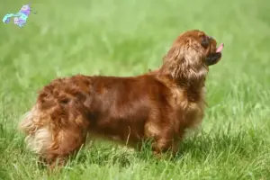 Read more about the article King Charles Spaniel opdrættere og hvalpe i Nordjylland