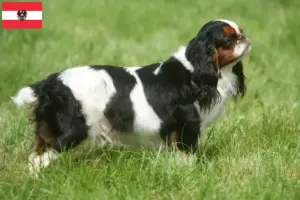 Read more about the article King Charles Spaniel-opdrættere og hvalpe i Østrig