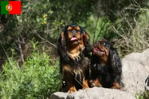 Read more about the article King Charles Spaniel opdrættere og hvalpe i Portugal
