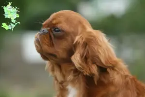 Read more about the article King Charles Spaniel opdrættere og hvalpe på Sjælland