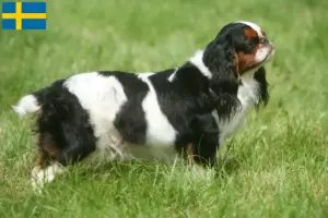 Read more about the article King Charles Spaniel opdrættere og hvalpe i Sverige