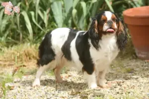 Read more about the article King Charles Spaniel opdrættere og hvalpe i Syddanmark
