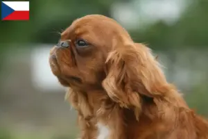 Read more about the article King Charles Spaniel-opdrættere og hvalpe i Tjekkiet