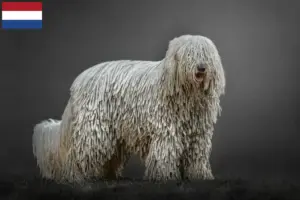 Read more about the article Komondor-opdrættere og hvalpe i Holland