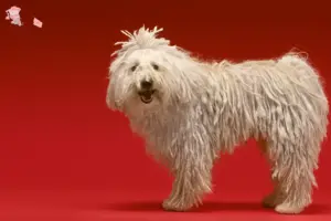 Read more about the article Komondor opdrættere og hvalpe i Hovedstaden