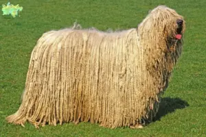 Read more about the article Komondor opdrættere og hvalpe i Midtjylland