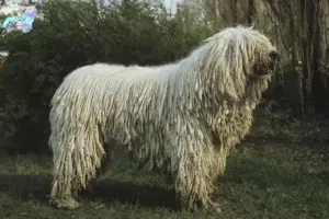 Read more about the article Komondor opdrættere og hvalpe i Nordjylland