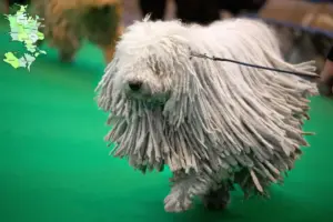 Read more about the article Komondor-opdrættere og hvalpe på Sjælland