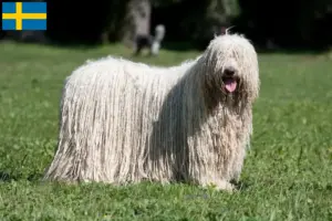 Read more about the article Komondor-opdrættere og hvalpe i Sverige
