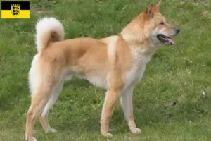 Read more about the article Korea Jindo Hundeopdrættere og hvalpe i Baden-Württemberg
