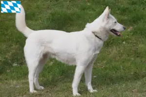 Read more about the article Korea Jindo Hundeopdrættere og hvalpe i Bayern