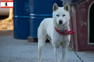 Read more about the article Korea Jindo Hundeopdrættere og hvalpe i Berlin