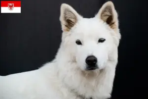 Read more about the article Korea Jindo Hundeopdrættere og hvalpe i Brandenburg