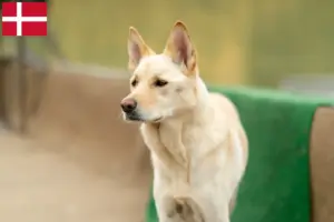 Read more about the article Korea Jindo Hundeopdrættere og hvalpe i Danmark