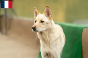 Read more about the article Korea Jindo hundeopdrættere og hvalpe i Frankrig