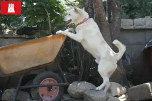 Read more about the article Korea Jindo Hundeopdrættere og hvalpe i Hamborg