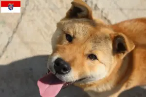 Read more about the article Korea Jindo Hundeopdrættere og hvalpe i Hessen