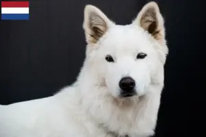 Read more about the article Korea Jindo hundeopdrættere og hvalpe i Holland