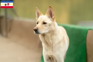 Read more about the article Korea Jindo Hundeopdrættere og hvalpe i Mecklenburg-Vorpommern