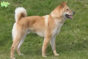 Read more about the article Korea Jindo Hundeopdrætter og hvalpe i Midtjylland