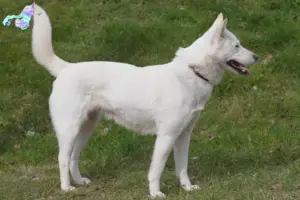 Read more about the article Korea Jindo Hundeopdrættere og hvalpe i Nordjylland