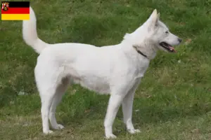 Read more about the article Korea Jindo Hundeopdrættere og hvalpe i Rheinland-Pfalz