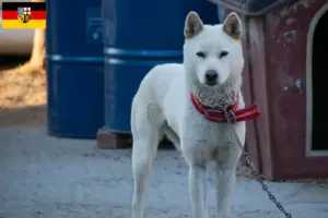 Read more about the article Korea Jindo Hundeopdrættere og hvalpe i Saarland