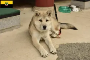 Read more about the article Korea Jindo Hundeopdrættere og hvalpe i Sachsen-Anhalt