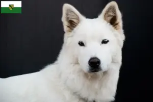 Read more about the article Korea Jindo Hundeopdrættere og hvalpe i Sachsen