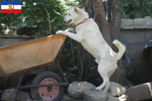 Read more about the article Korea Jindo Hundeopdrættere og hvalpe i Schleswig-Holstein