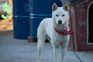 Read more about the article Korea Jindo Hundeopdrætter og hvalpe i Sjælland