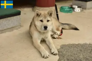 Read more about the article Korea Jindo hundeopdrættere og hvalpe i Sverige