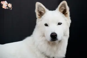 Read more about the article Korea Jindo Hundeopdrættere og hvalpe i Syddanmark