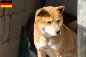 Read more about the article Korea Jindo hundeopdrættere og hvalpe i Tyskland