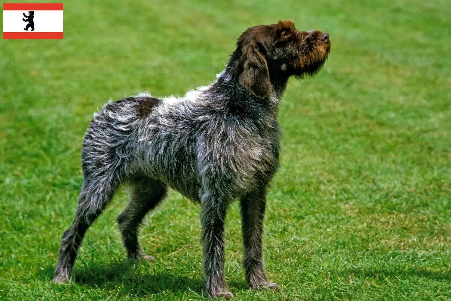 Korthals Griffon hvalpe og opdrættere Berlin Find Griffon d'arrêt à poil durs opdrættere i Berlin.