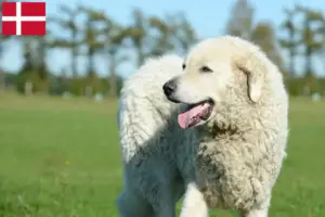Read more about the article Kuvasz-opdrættere og hvalpe i Danmark