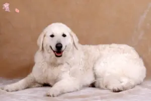 Read more about the article Kuvasz opdrætter og hvalpe i Hovedstaden
