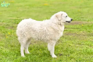 Read more about the article Kuvasz-opdrættere og hvalpe i Midtjylland