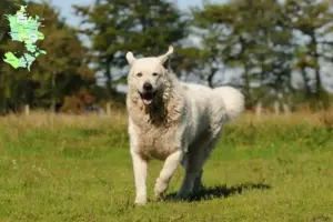 Read more about the article Kuvasz-opdrættere og hvalpe på Sjælland