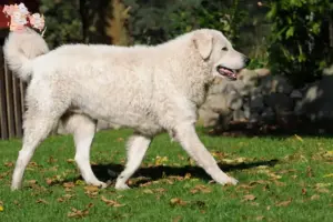 Read more about the article Kuvasz-opdrættere og hvalpe i Syddanmark