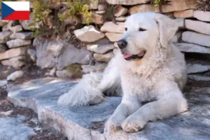 Read more about the article Kuvasz-opdrættere og hvalpe i Tjekkiet