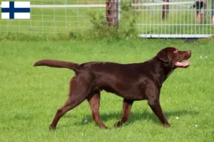 Read more about the article Labradoropdrættere og hvalpe i Finland