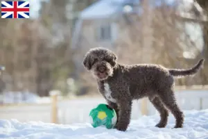 Read more about the article Lagotto Romagnolo opdrættere og hvalpe i Storbritannien